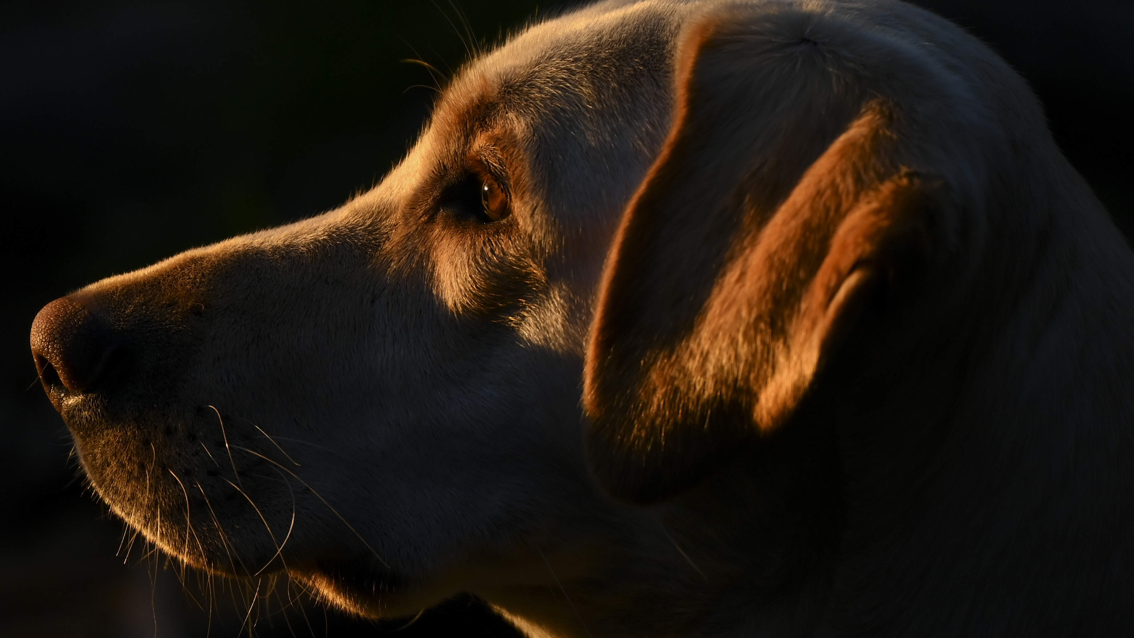 Fugitive’s pet dog leads police straight to his hiding place